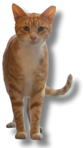 lindos-cat